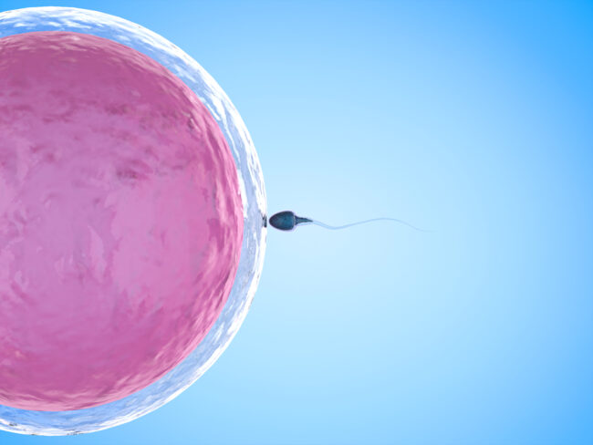 Sperm With Ovum