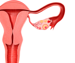Uterus, Conceiving